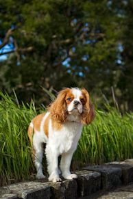 white and brown long coated small dog on green grass during daytime