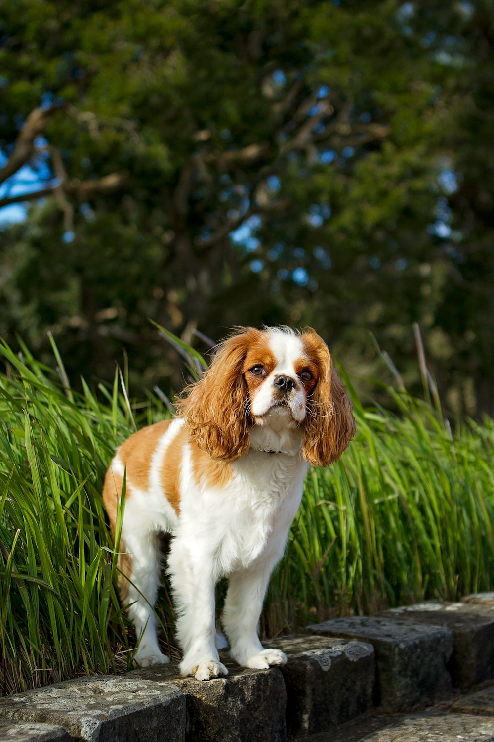 日中の緑の芝生の上の白と茶色のロングコートの小型犬
