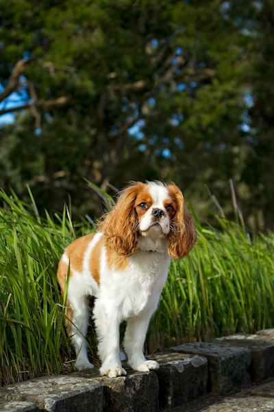 Cavalier King Charles Spaniel photo 3