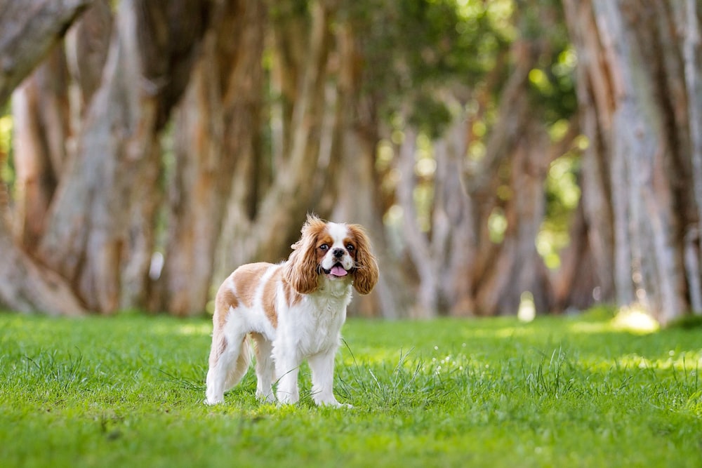 日中の緑の草原の上の茶色と白のショートコート犬