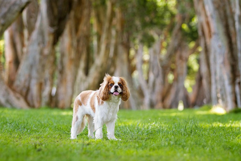Cavalier King Charles Spaniel photo 6
