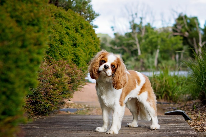Best Dog Breeds First Time Owners