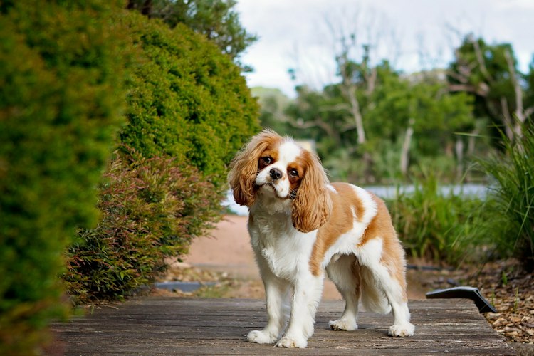 Cavalier King Charles Spaniel standing on a wooden garden walkway