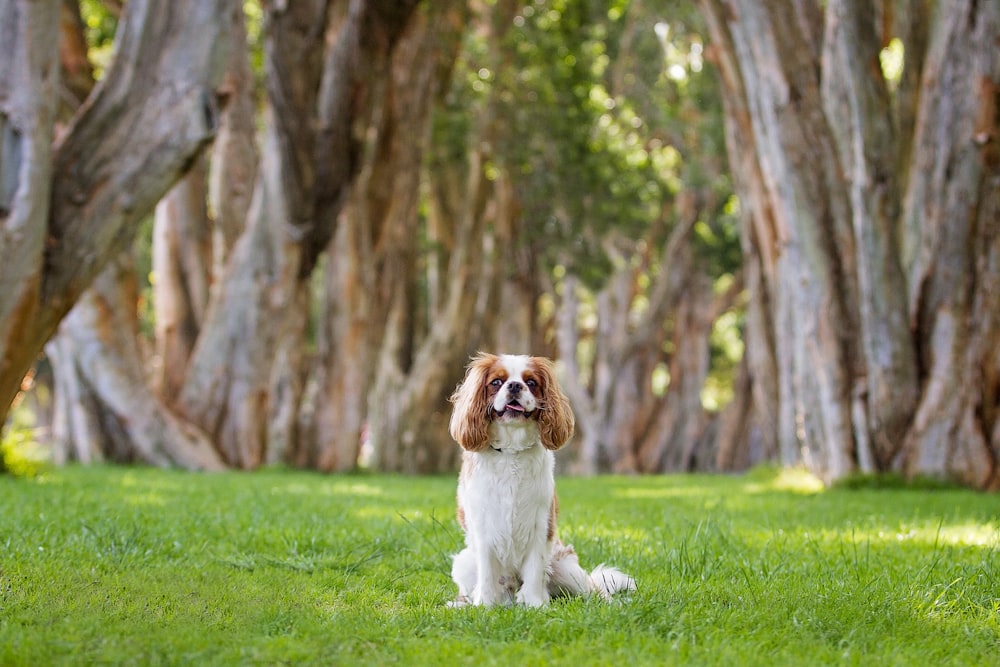 白と茶色の長いコートの小型犬が日中緑の草原に横たわっている
