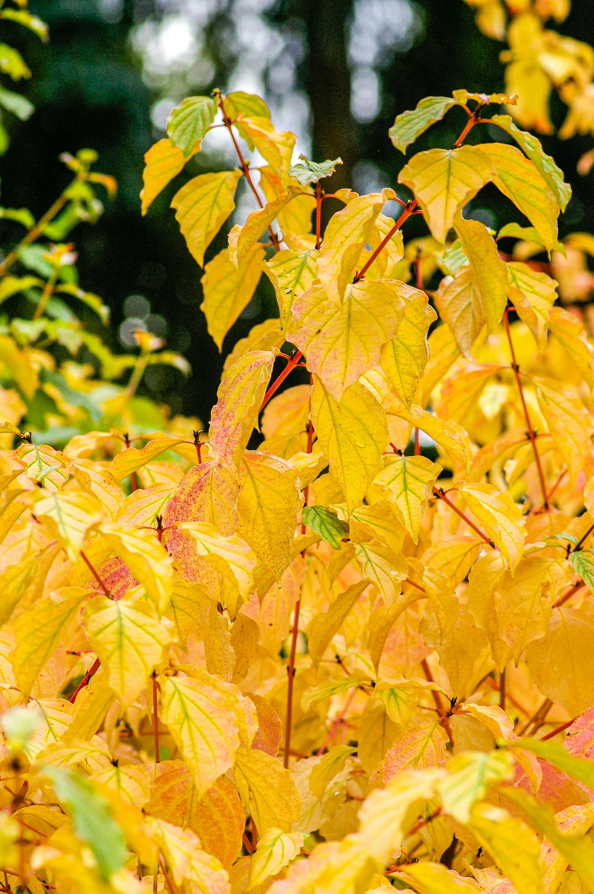 green and brown leaves during daytime