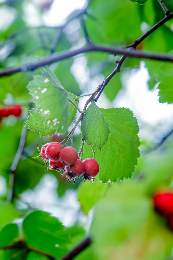 Red hawthorn berries with green leaves