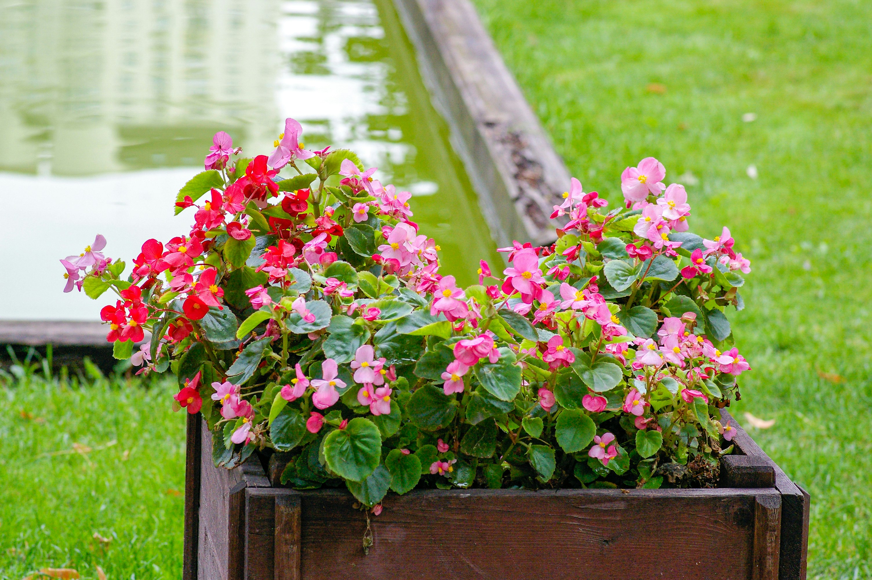 pink flowers on brown wooden fence