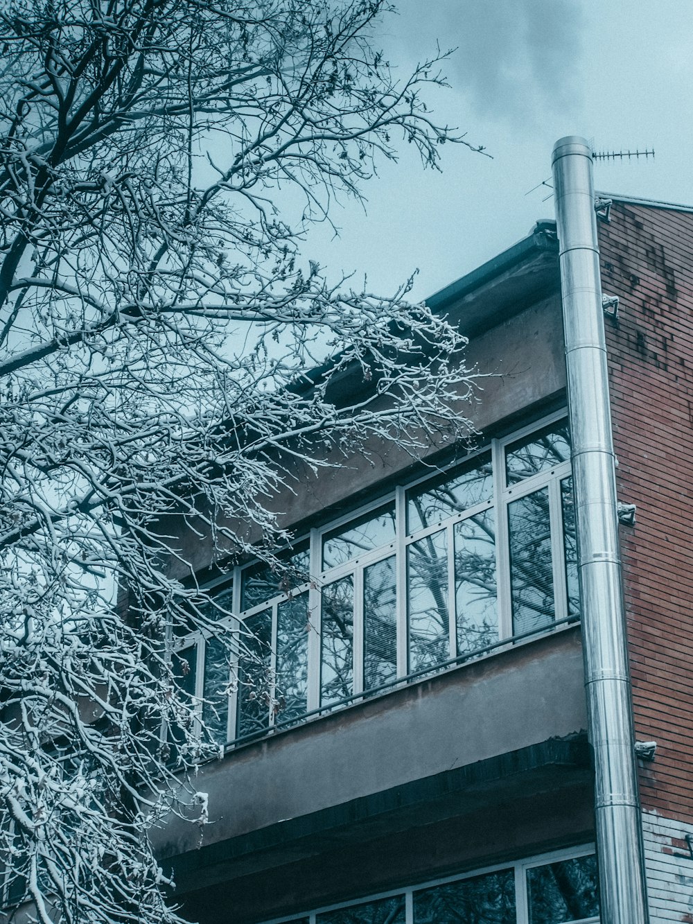 leafless tree beside brown concrete building