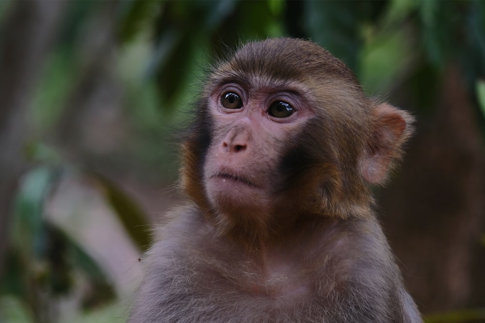 brown and white monkey on tree branch during daytime