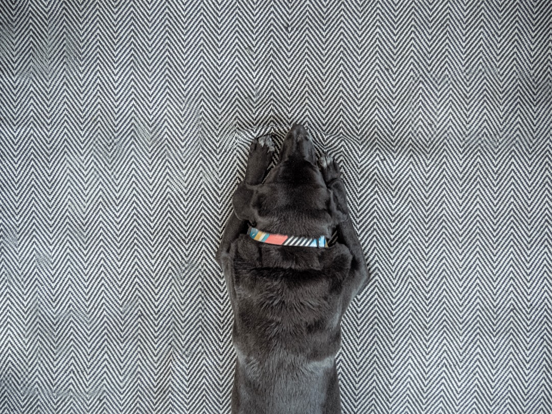 black short coat medium sized dog lying on grey and white stripe textile