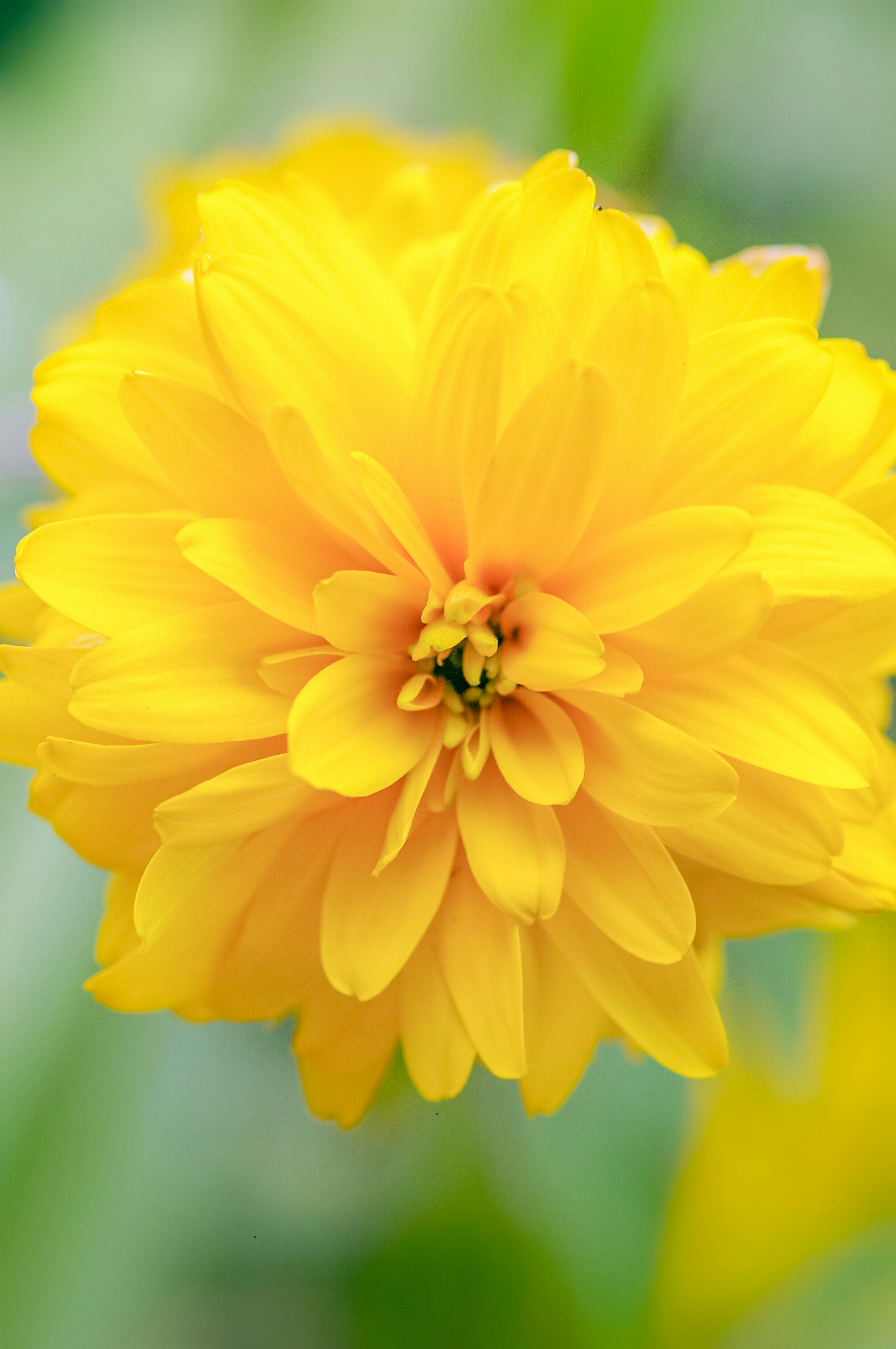 yellow flower in macro lens