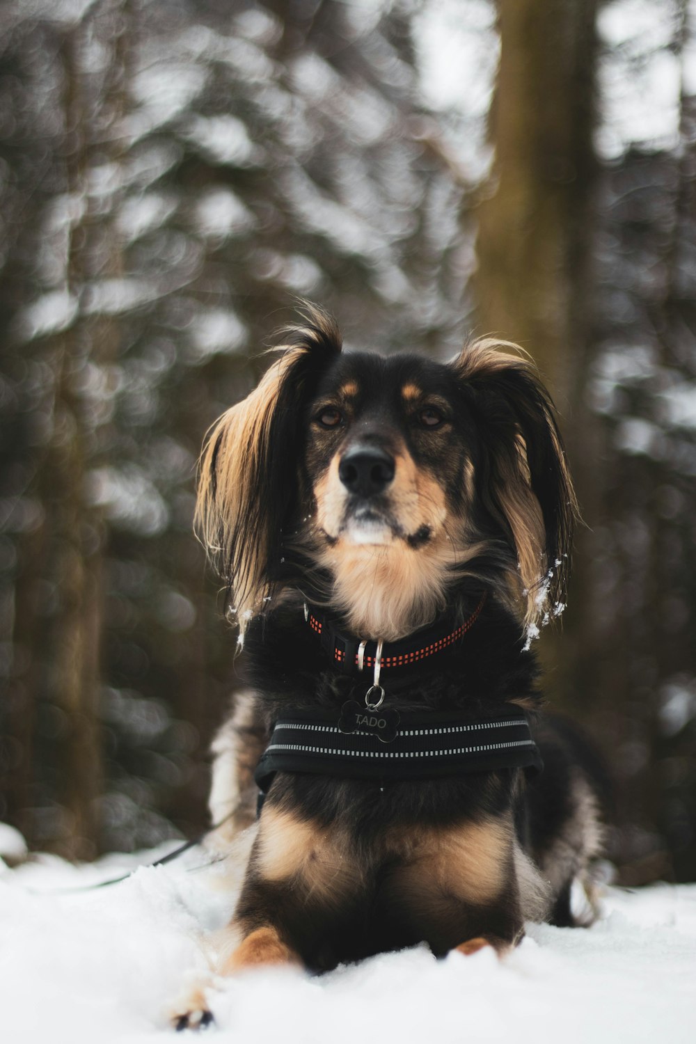 black and brown short coated dog