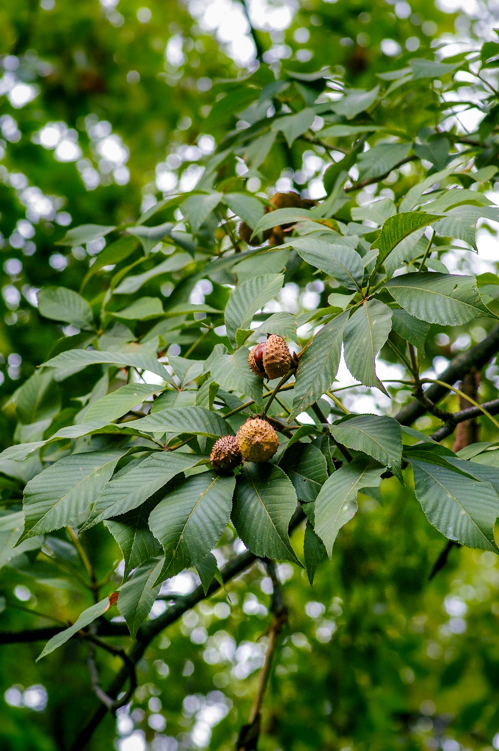 feuilles vertes avec des fruits bruns