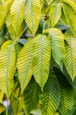 green leaves in macro lens