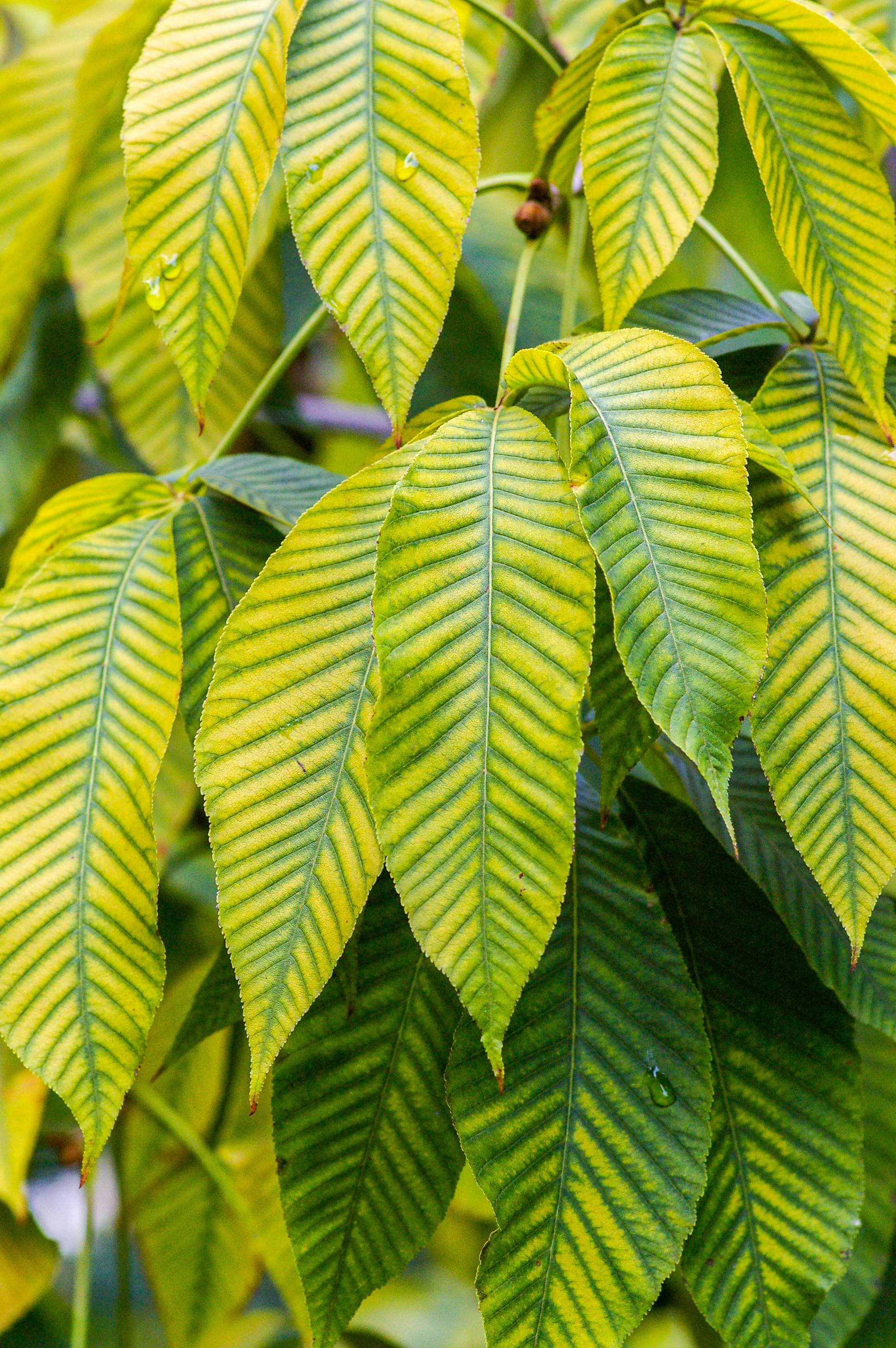 green leaves in macro lens