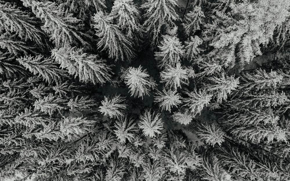 white and black pine tree