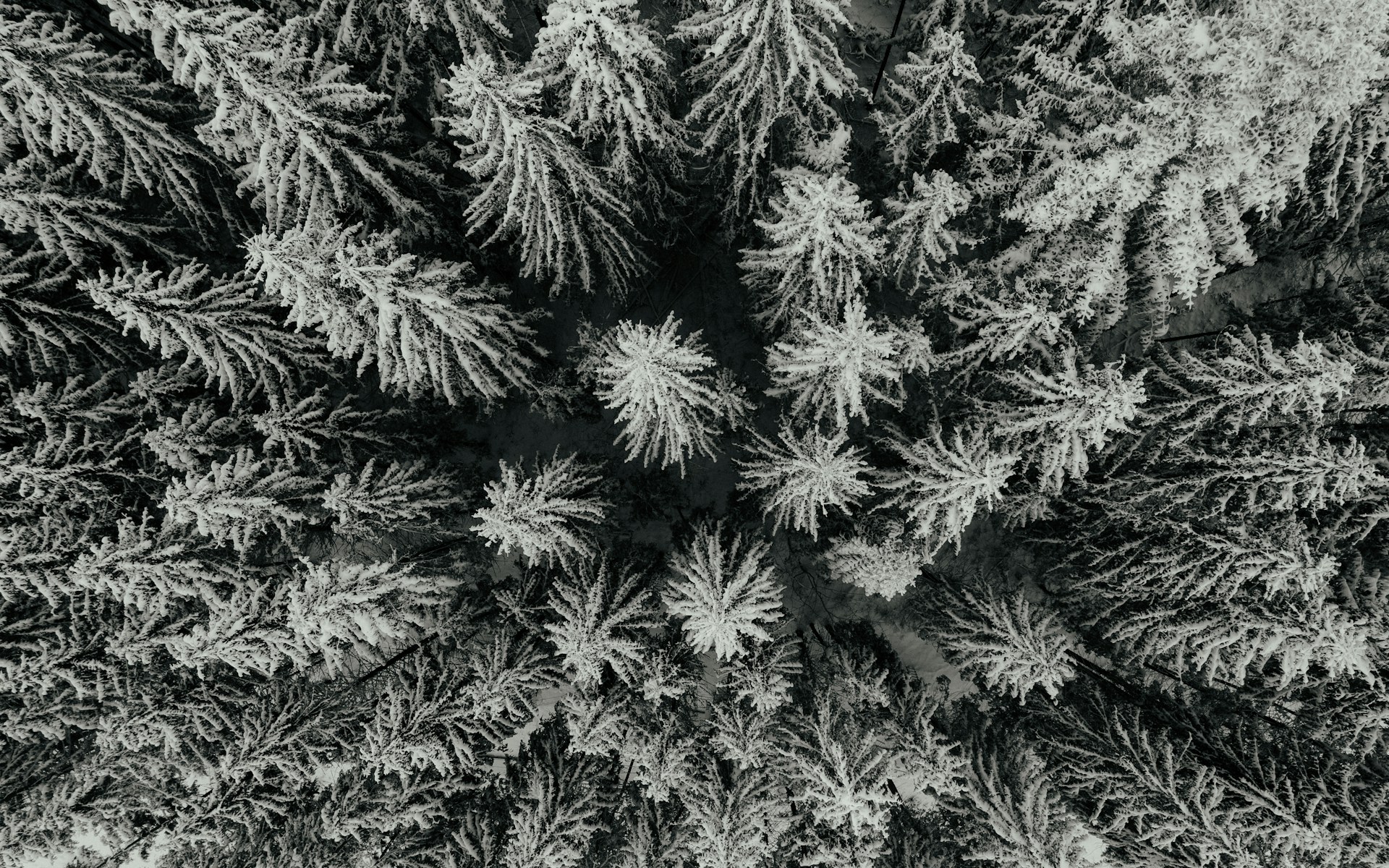 white and black pine tree