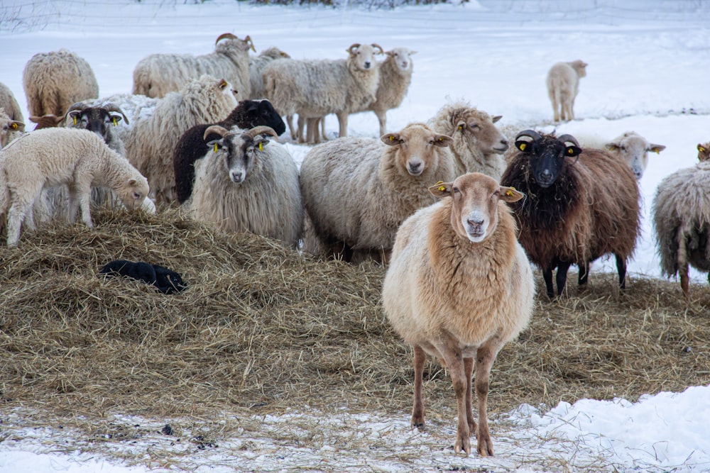 herd of sheep on brown grass field during daytime