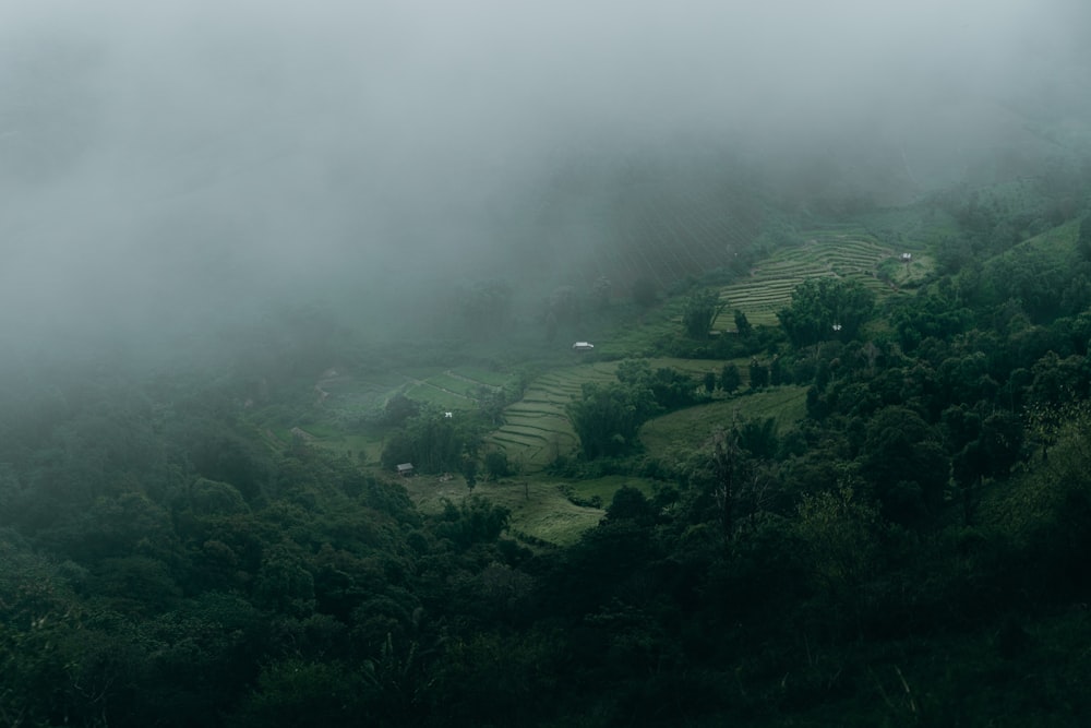 green trees on foggy weather