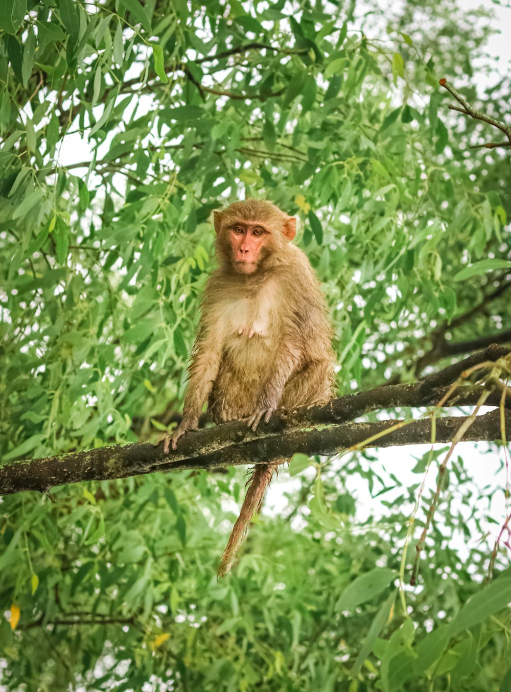 Scimmia marrone sul ramo marrone dell'albero durante il giorno