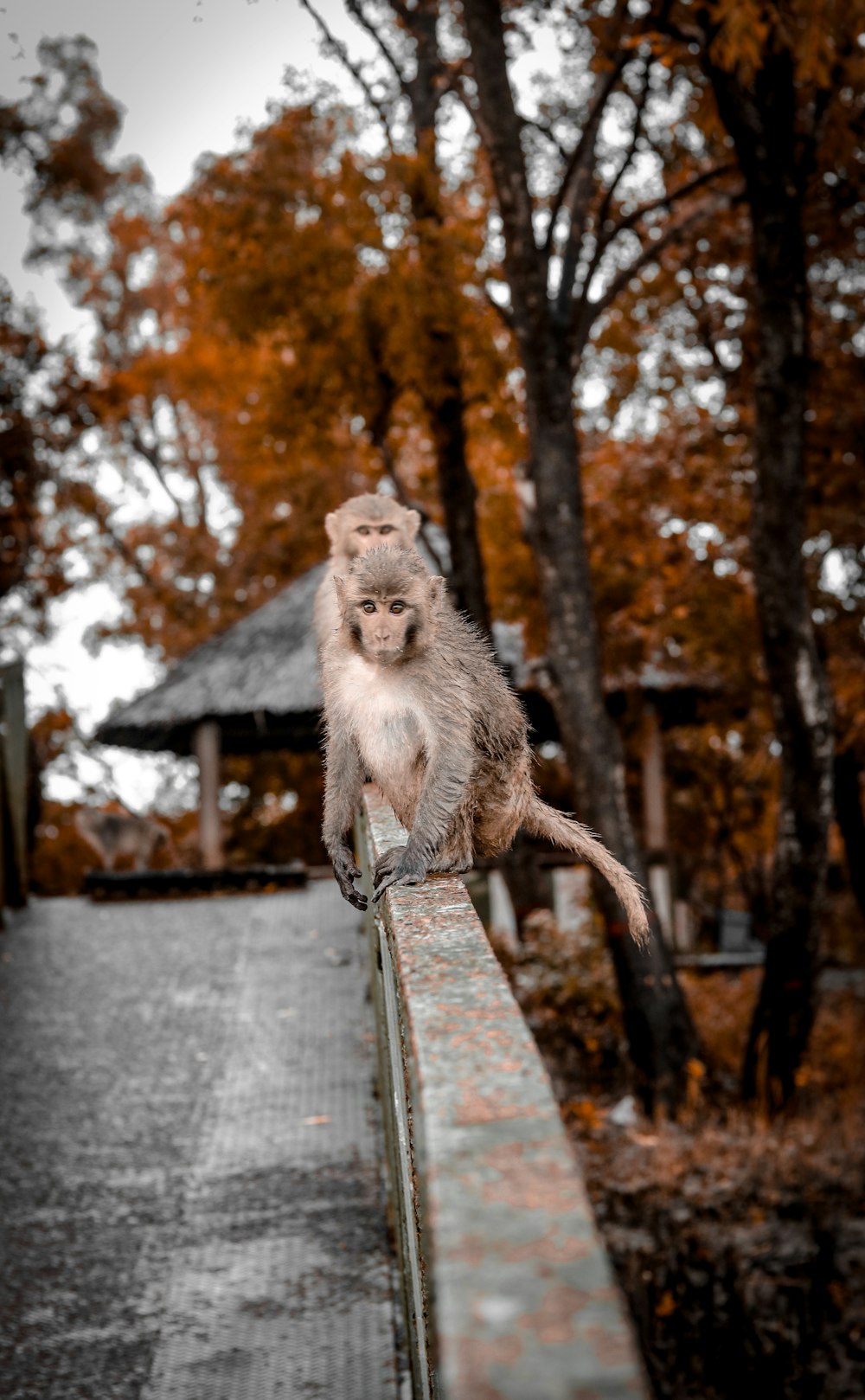 grauer Affe tagsüber auf braunem Holzzaun