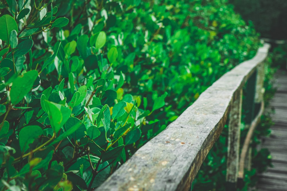 green leaves on gray concrete fence