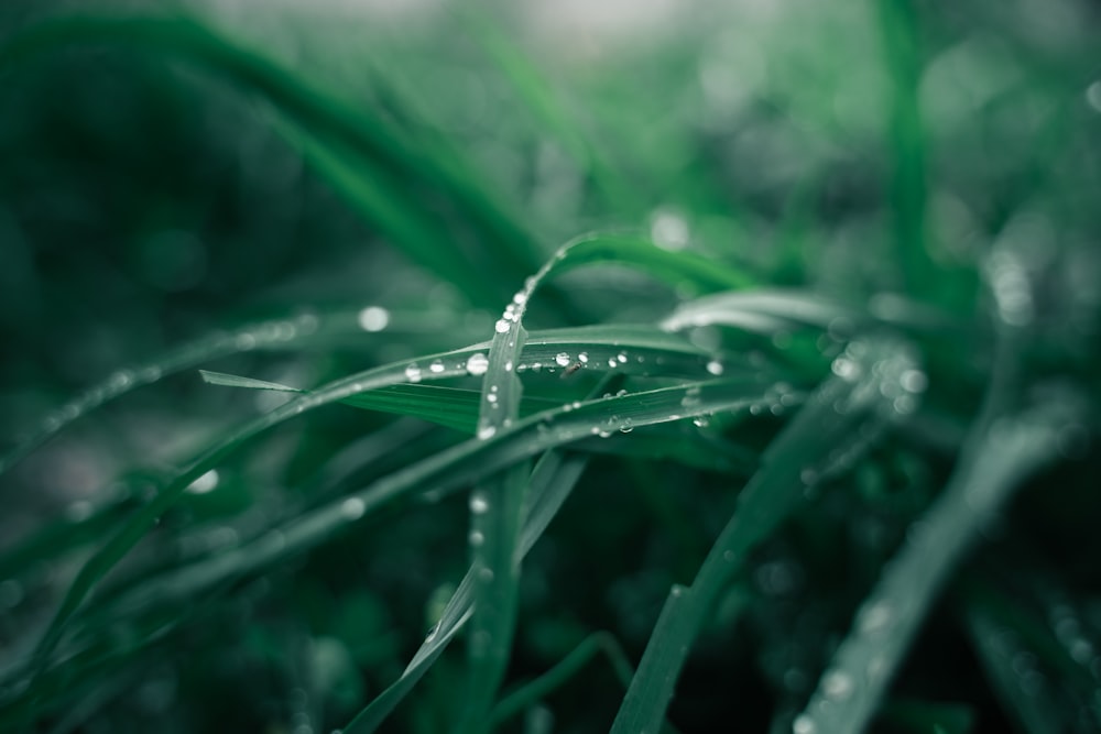 water droplets on green grass