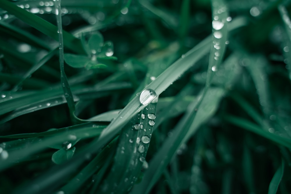 water droplets on green plant