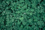A dense carpet of overlapping green clover leaves lightly sprinkled with droplets of water, creating a fresh and natural texture.