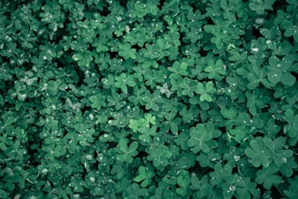 A dense carpet of overlapping green clover leaves lightly sprinkled with droplets of water, creating a fresh and natural texture.