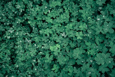 A dense carpet of overlapping green clover leaves lightly sprinkled with droplets of water, creating a fresh and natural texture.