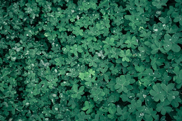 A dense carpet of overlapping green clover leaves lightly sprinkled with droplets of water, creating a fresh and natural texture.