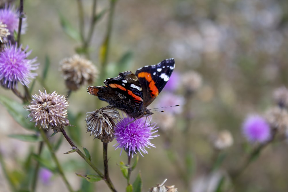 Naranja negra y mariposa blanca posada en flor púrpura