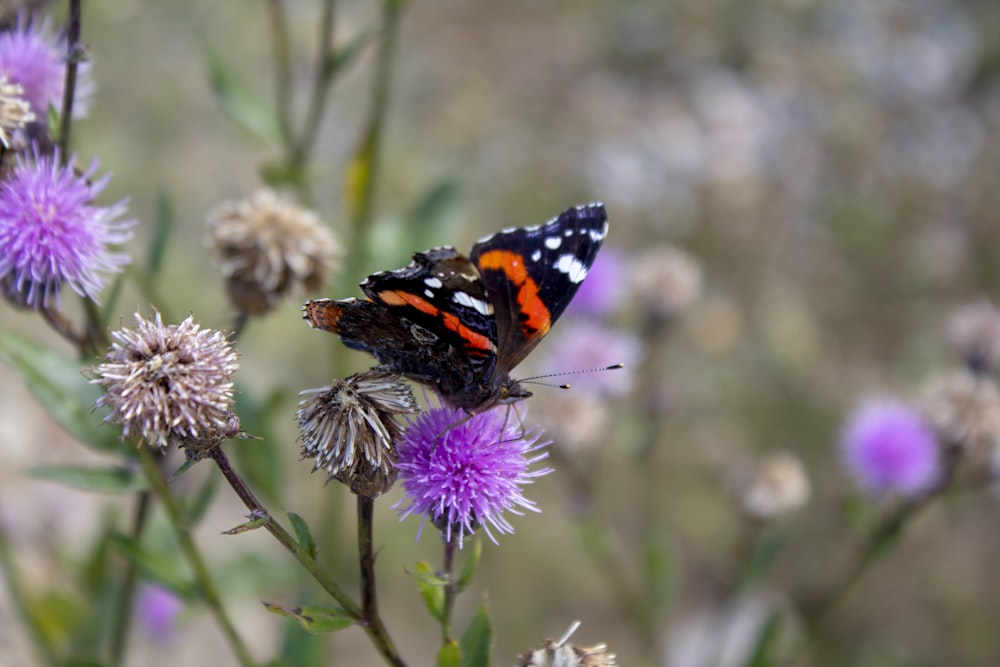 black orange and white butterfly perched on purple flower