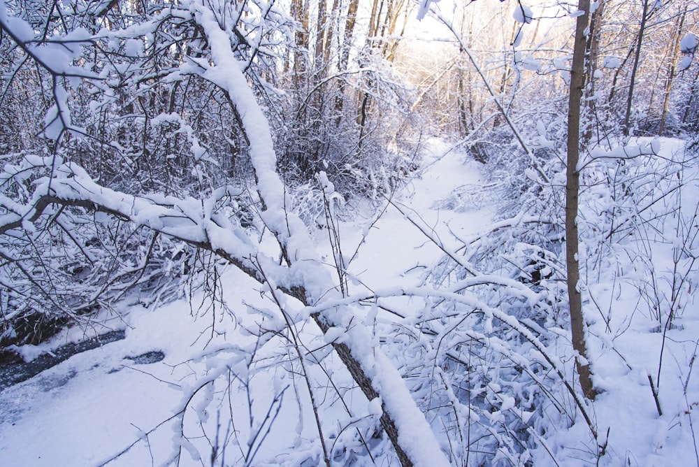 snow covered trees during daytime