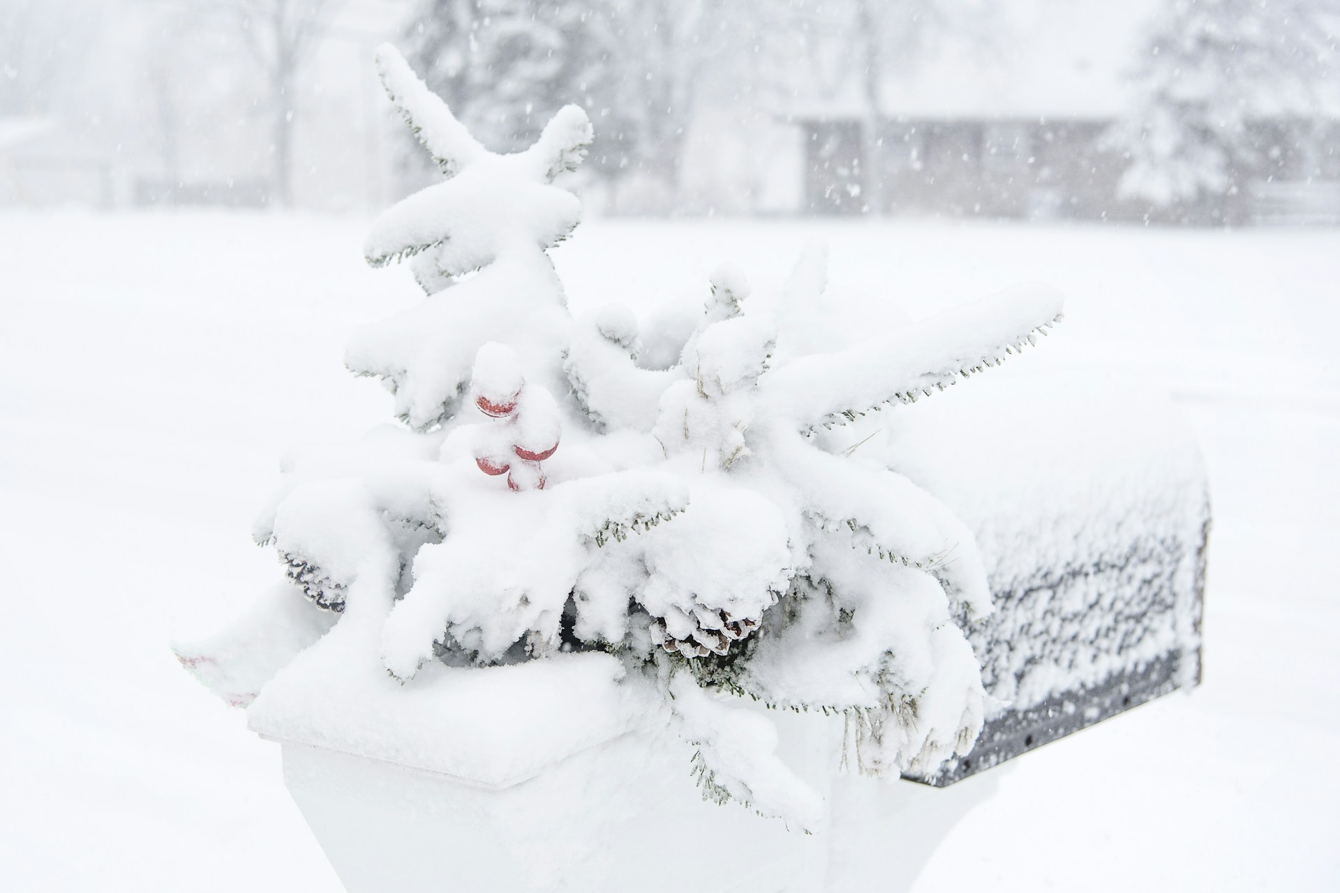 white snow covered red rose flowers