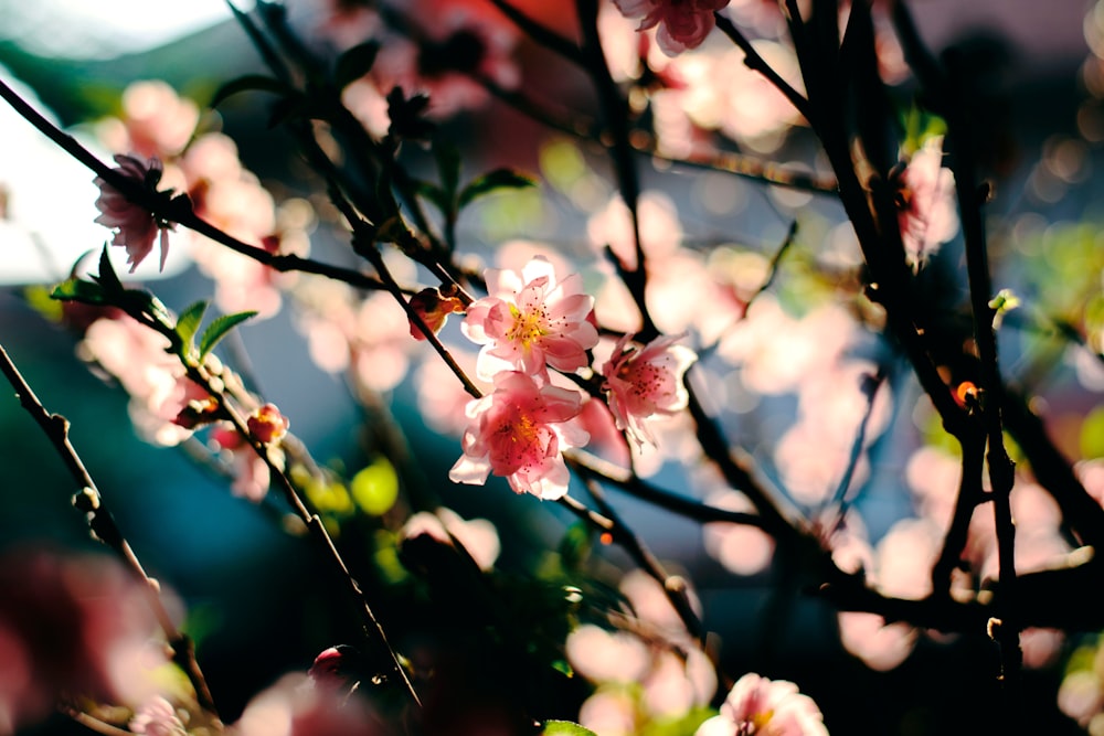 pink and white flower in tilt shift lens