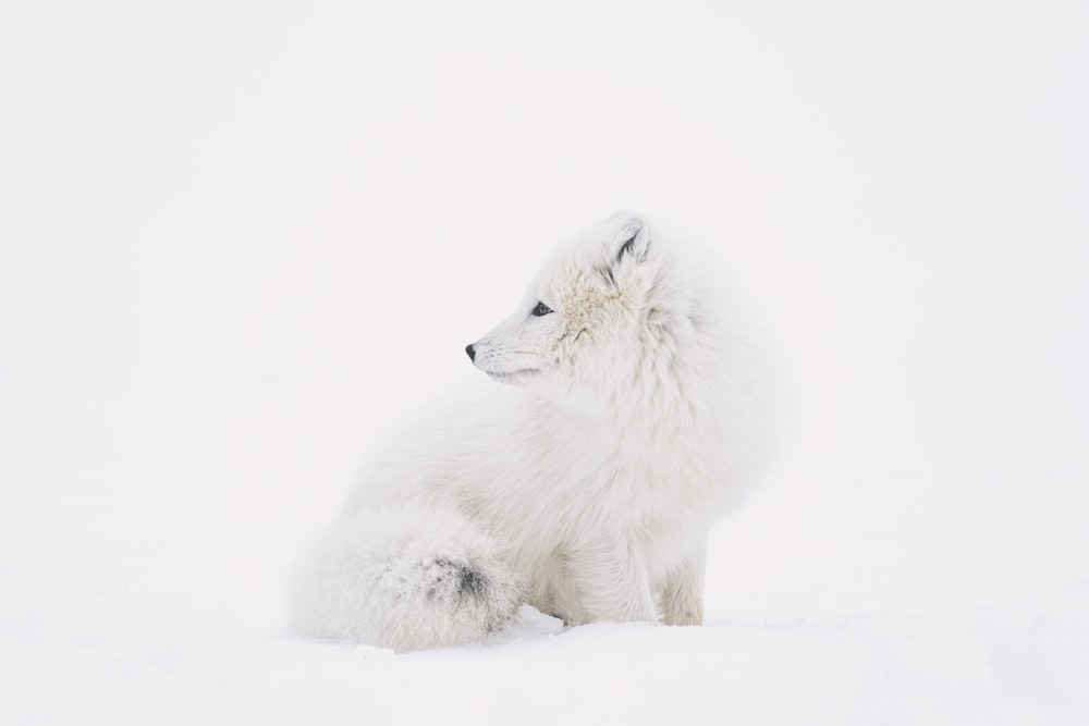 white fox on white snow