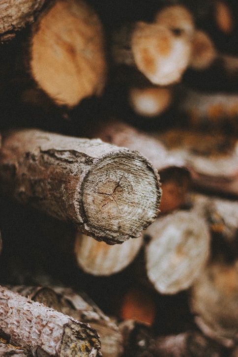 brown wood log in close up photography