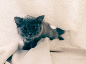 A close-up of a playful kitten peeking out from a cozy knitted blanket.