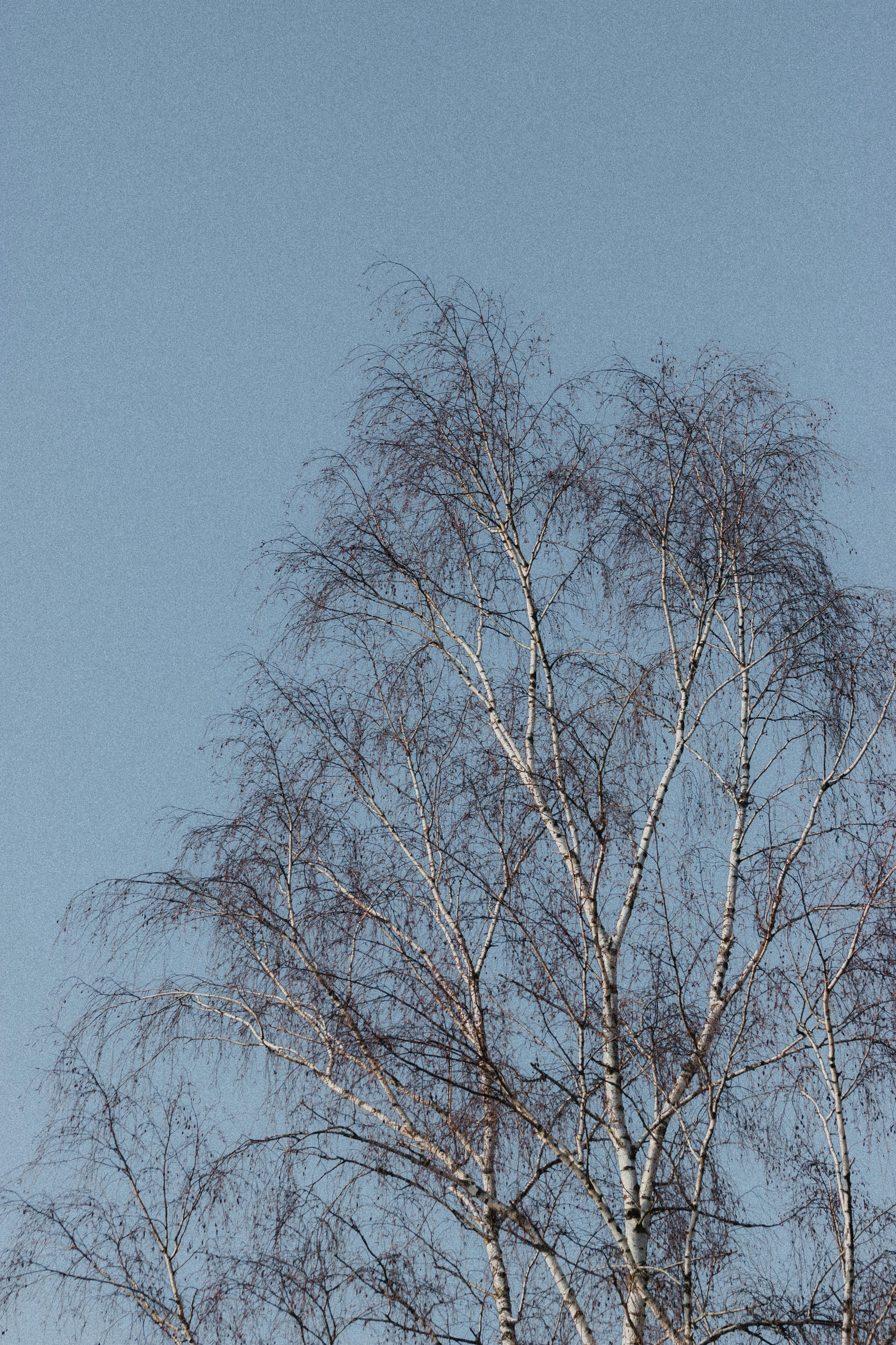Leafless tree under blue sky photo – Free Grey Image on Unsplash