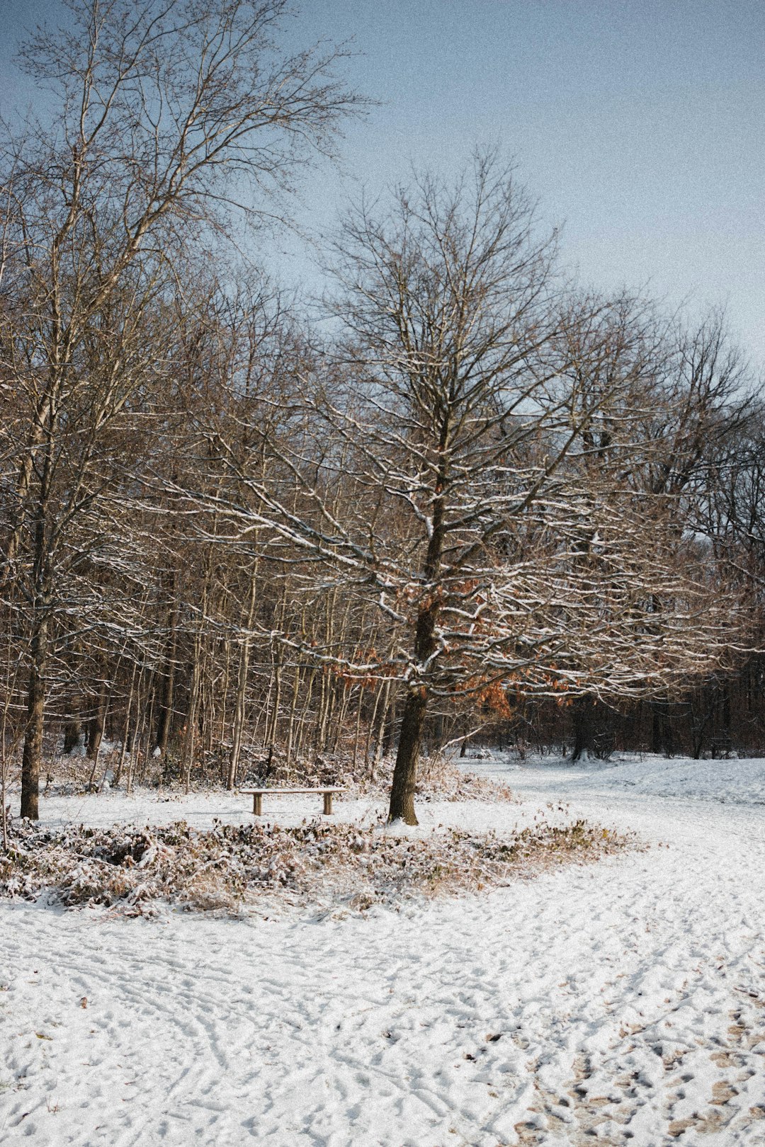 brown bare trees on snow covered ground during daytime