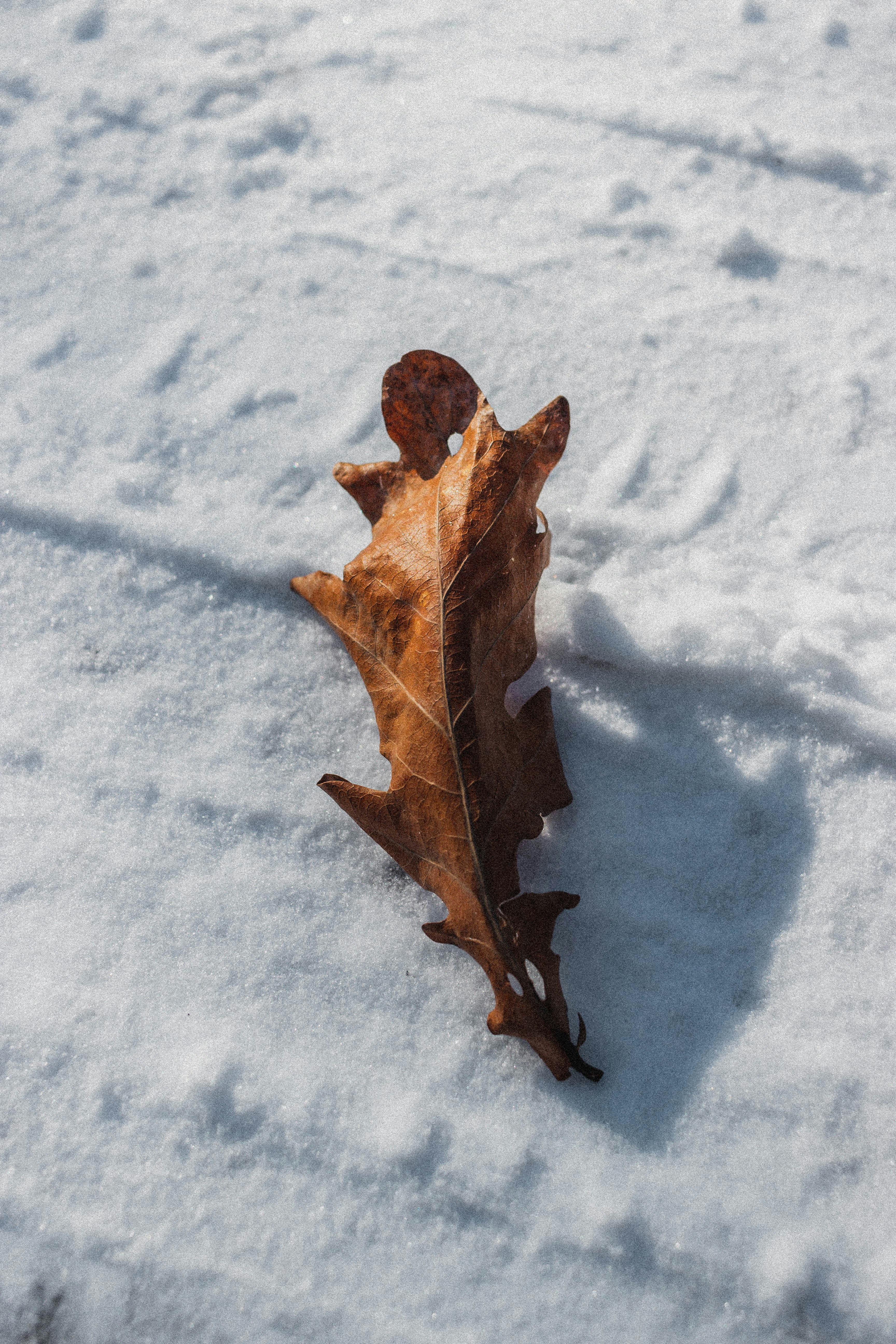 brown dried leaf on snow