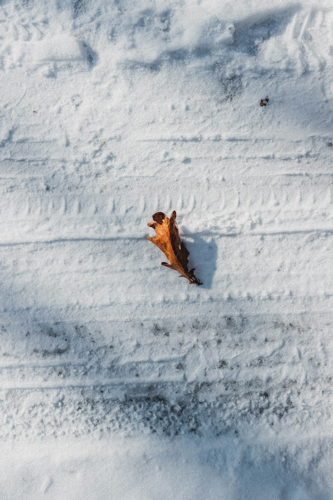 brown frog on snow covered ground during daytime