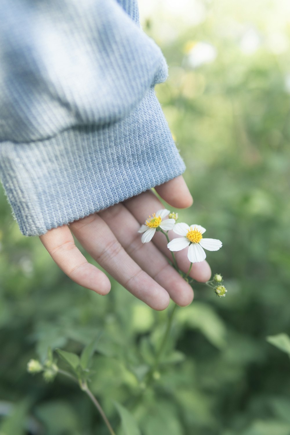 weiße Blume auf grauem Strickstoff