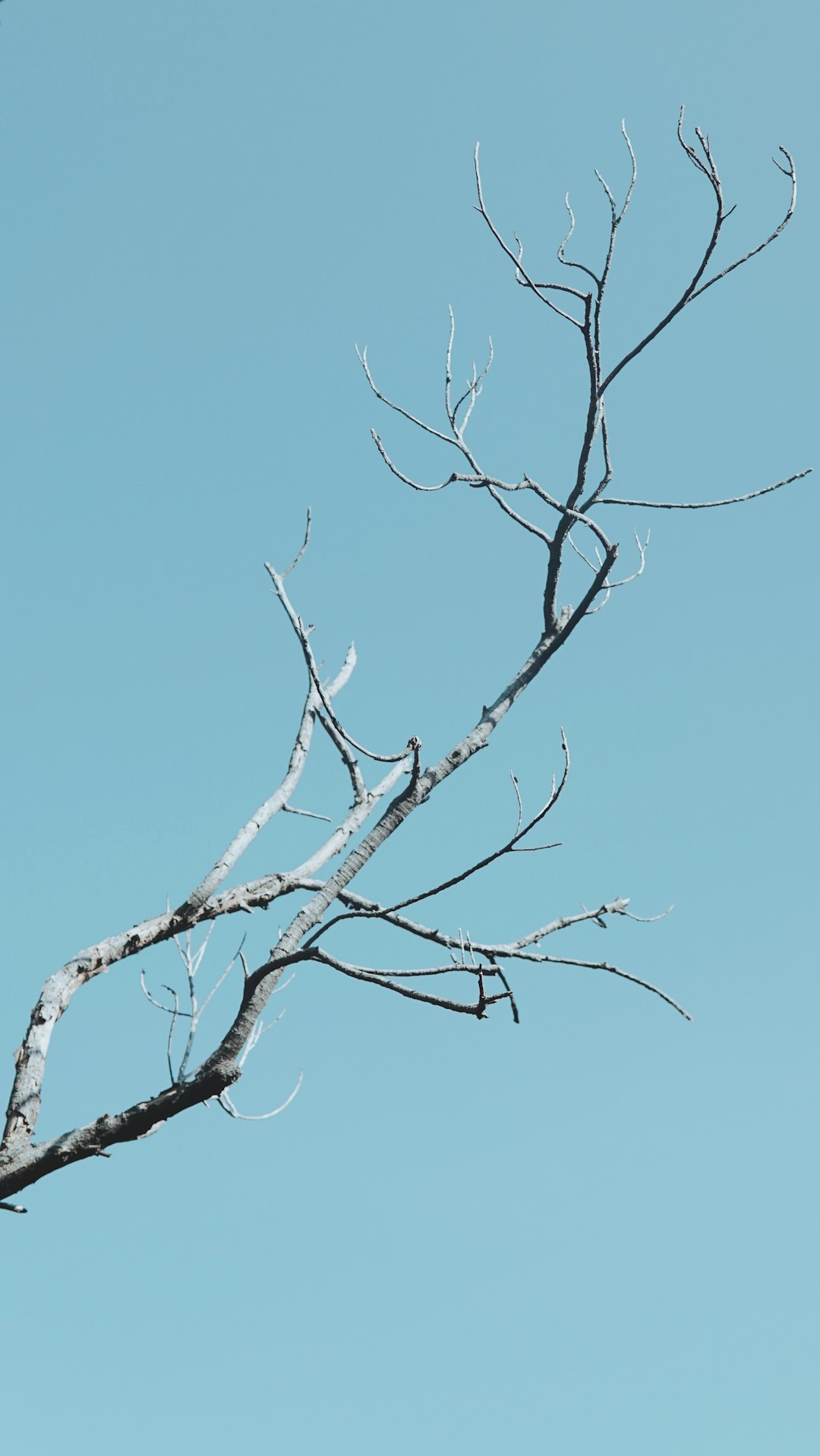 leafless tree under blue sky during daytime