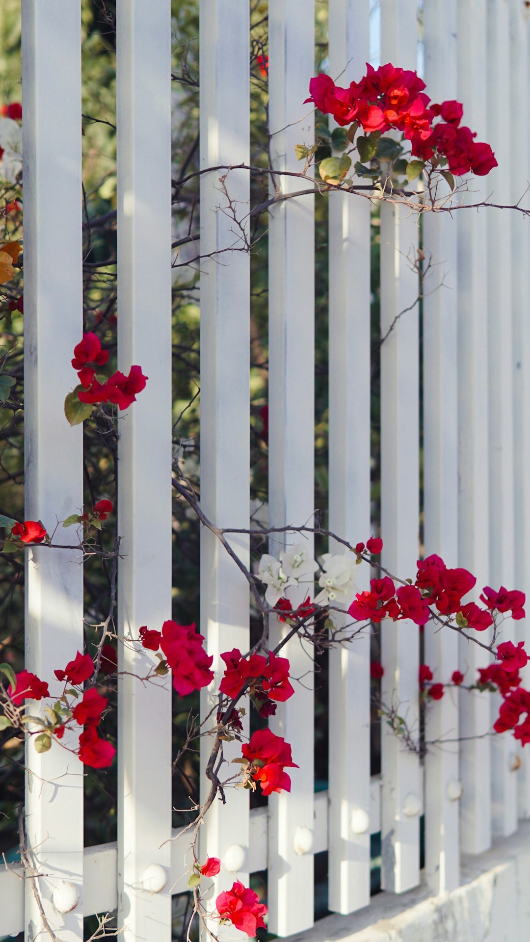 red flowers on white wooden fence