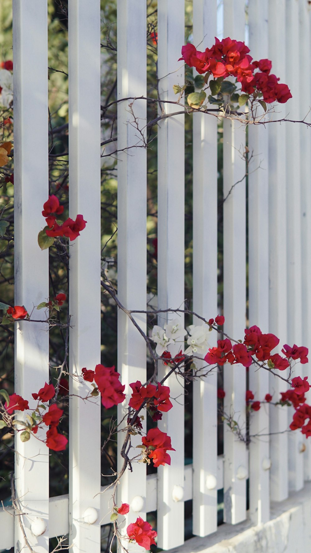 red flowers on white wooden fence