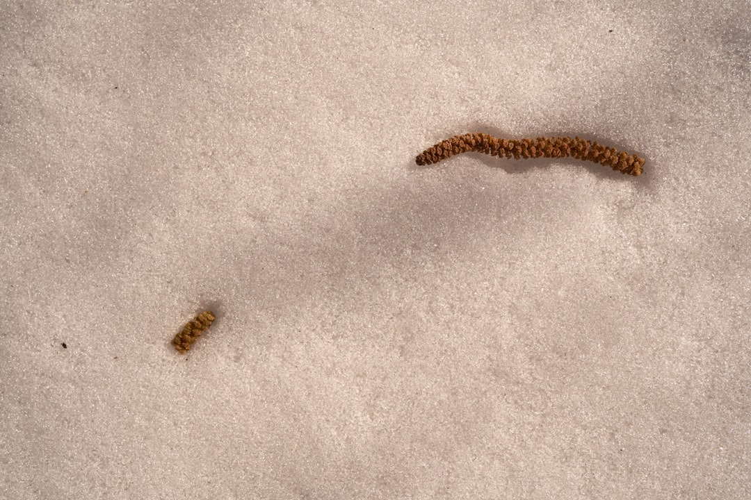 brown and black caterpillar on white concrete floor