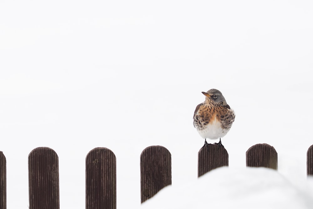 brown and white bird on black wooden fence
